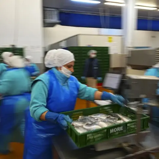 Su ürünleri sektörü 2026'da yeni rekor bekliyor