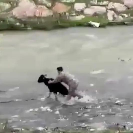 Buzağıyı boğulmaktan kurtaran PÖH'ten duygulandıran istek: Anam rahmetli ona dua edin