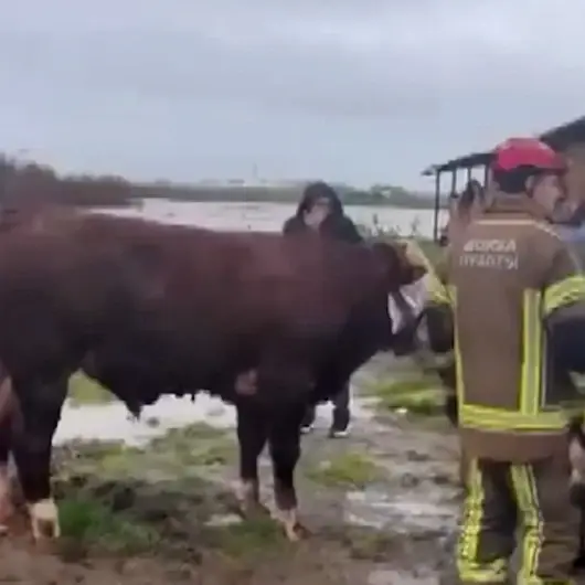 Bursa’da sağanak felaketi: Tarlalar göle döndü hayvanlar mahsur kaldı
