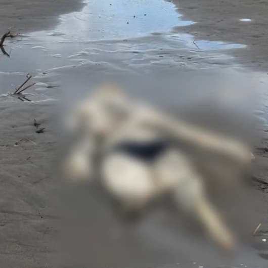 Dehşete düşüren görüntü: Sahilde bulundu, üzerinde mayoya benzer kıyafet vardı