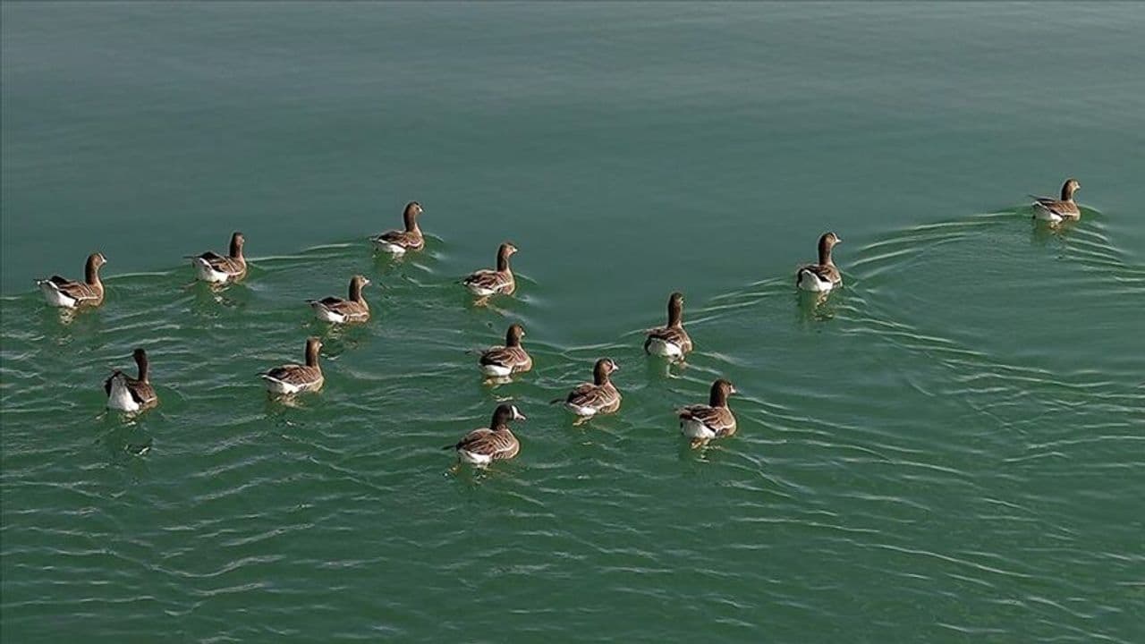 Kuş cenneti Erçek Gölü yaban kazlarına ev sahipliği yapıyor