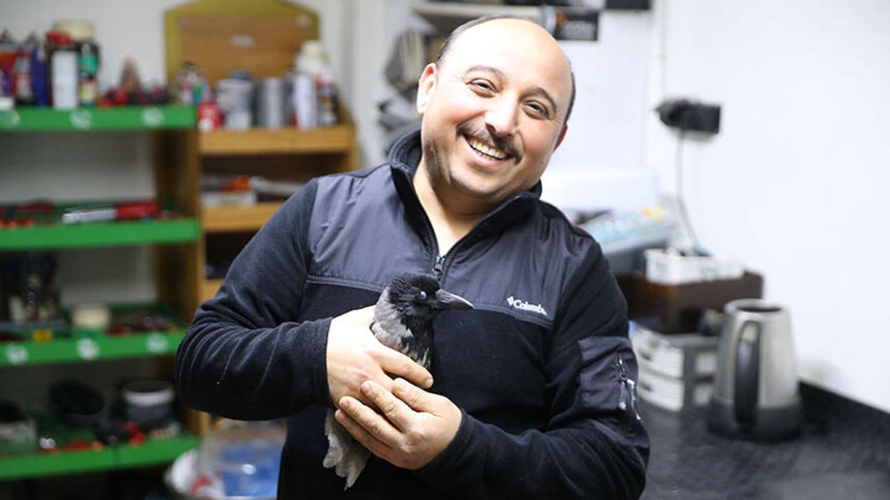 Yaralı halde bulduğu karga en yakın arkadaşı oldu