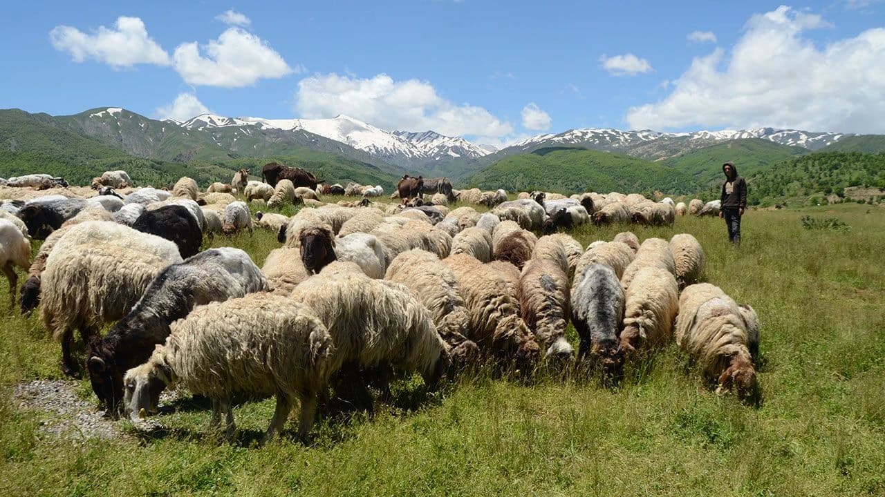 Göçerler yaylalarda konaklamaya başladı