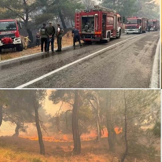 Balıkesir'de orman yangınında kahreden ihmal: Nedeni belli oldu 2 kişi tutuklandı