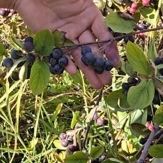 Alternatif olarak üretildi, tek tek toplanıyor: Kilosu 250 lira
