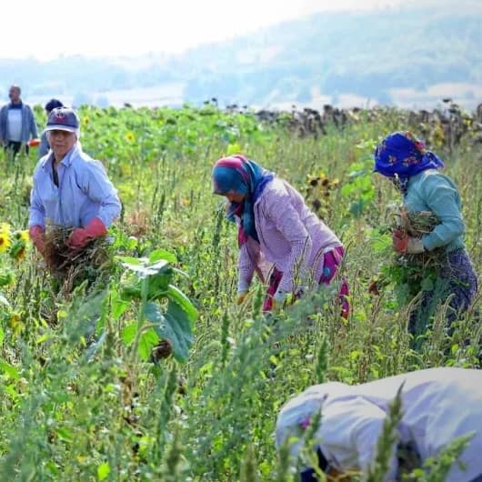 Ladik fasulyesinde hasat zamanı: Alıcı hazır tarladan kazanca dönüşüyor